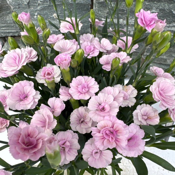 Dianthus Lucky Lips P10.5