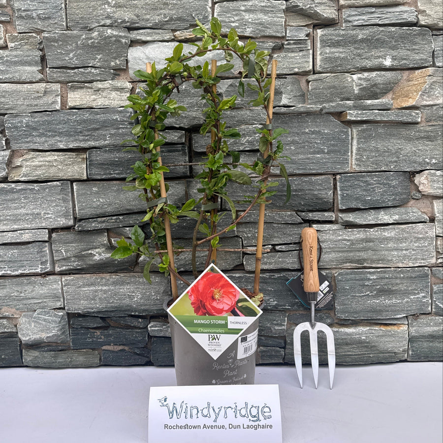 Chaenomeles Mango Storm - Climbers - Windyridge Garden Centre