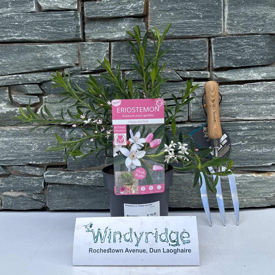 Eriostemon M. Flower Girl Pink  1.5 Ltr Pot - Shrubs - Windyridge Garden Centre