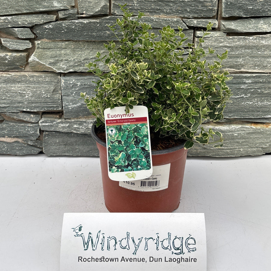 Euonymus Emerald N Gaiety - Shrubs - Windyridge Garden Centre