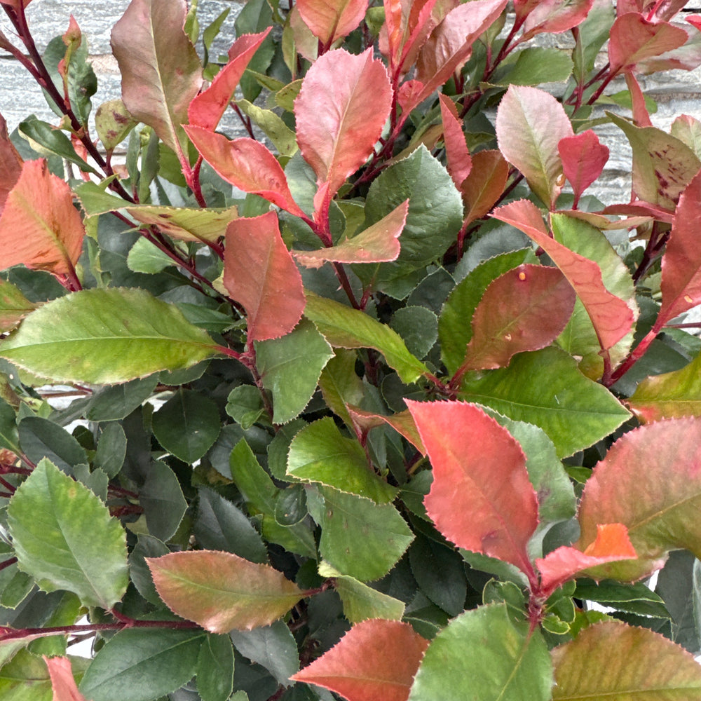 Photinia Fras. Little Red Robin - Shrubs - Windyridge Garden Centre