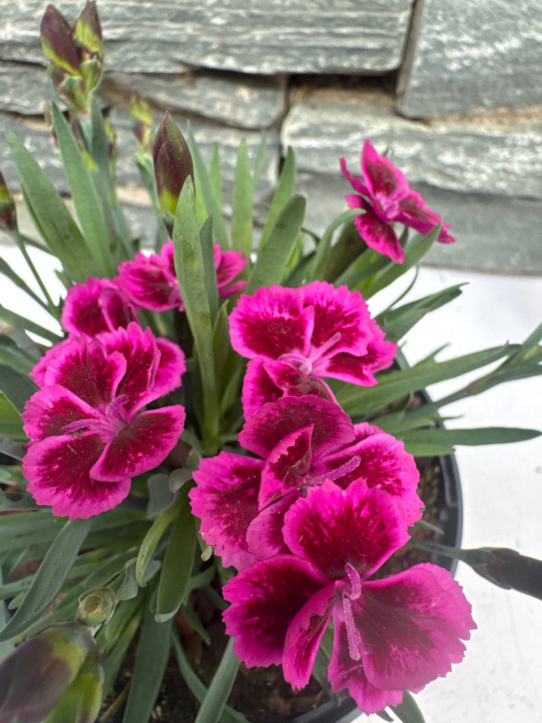 DIANTHUS Picture Perfect