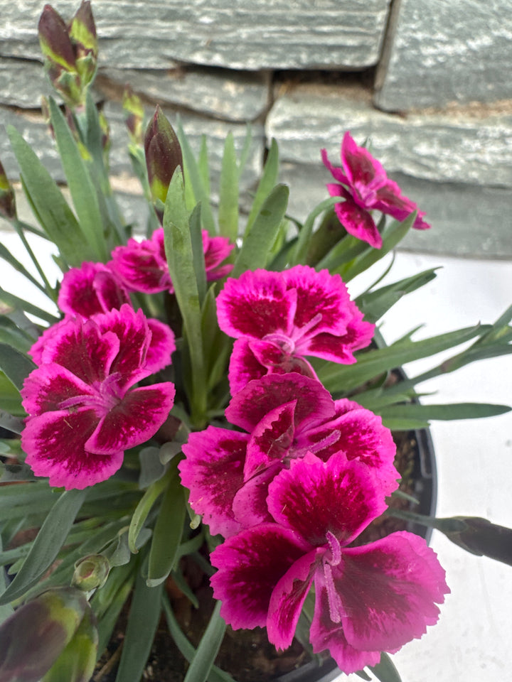 DIANTHUS Picture Perfect