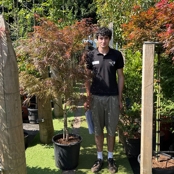 Acer pal. Red Pygmy 150-175 cm C 35L Pyram.