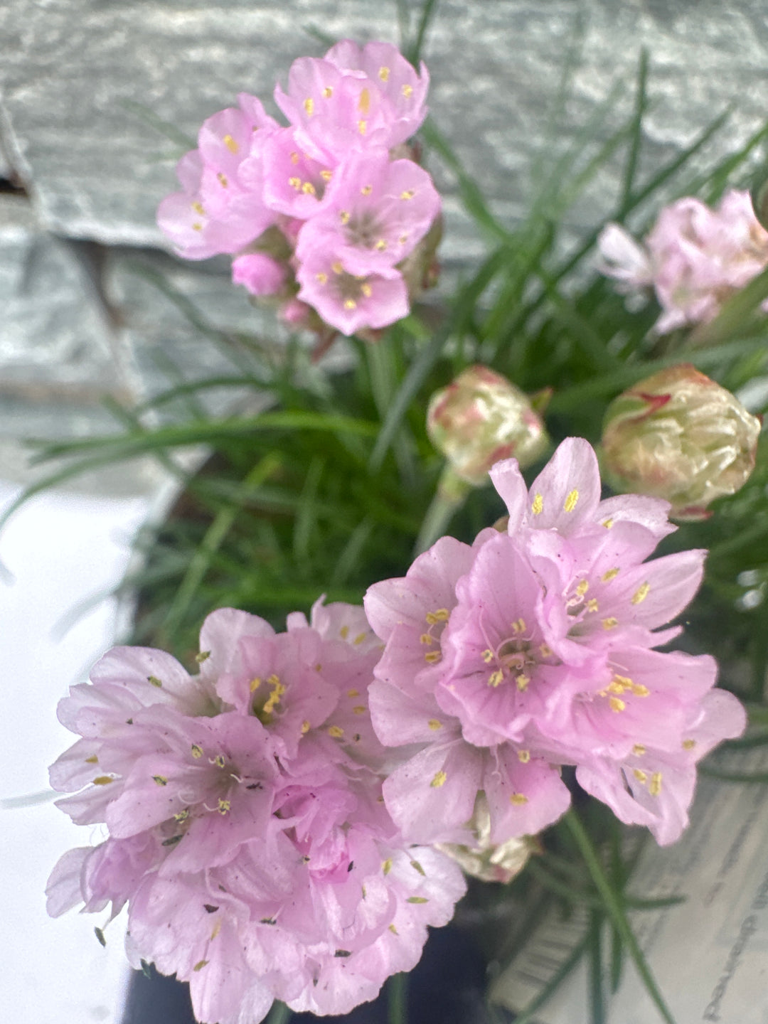 Armeria Armada Pink - Herbaceous - Windyridge Garden Centre