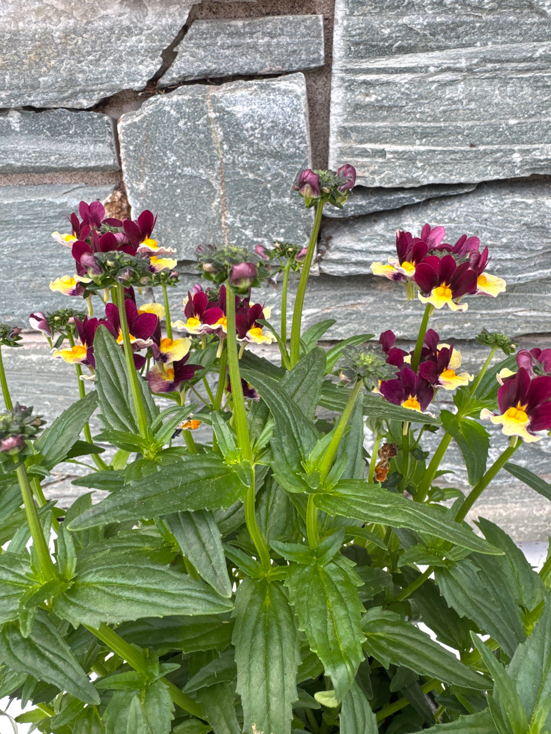 NEMESIA Nesia Raspberry Lemonade