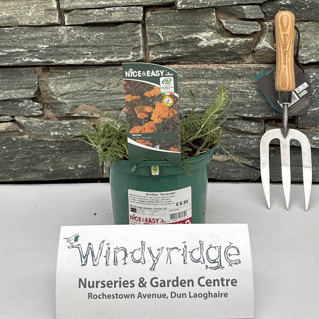 Achillea Terracotta - Herbaceous - Windyridge Garden Centre