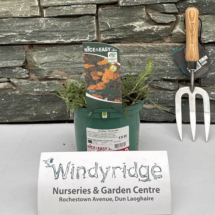 Achillea Terracotta - Herbaceous - Windyridge Garden Centre
