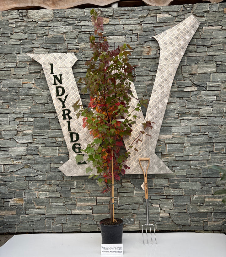ACER RUBRUM BRANDYWINE 1/2 STD 10 lt