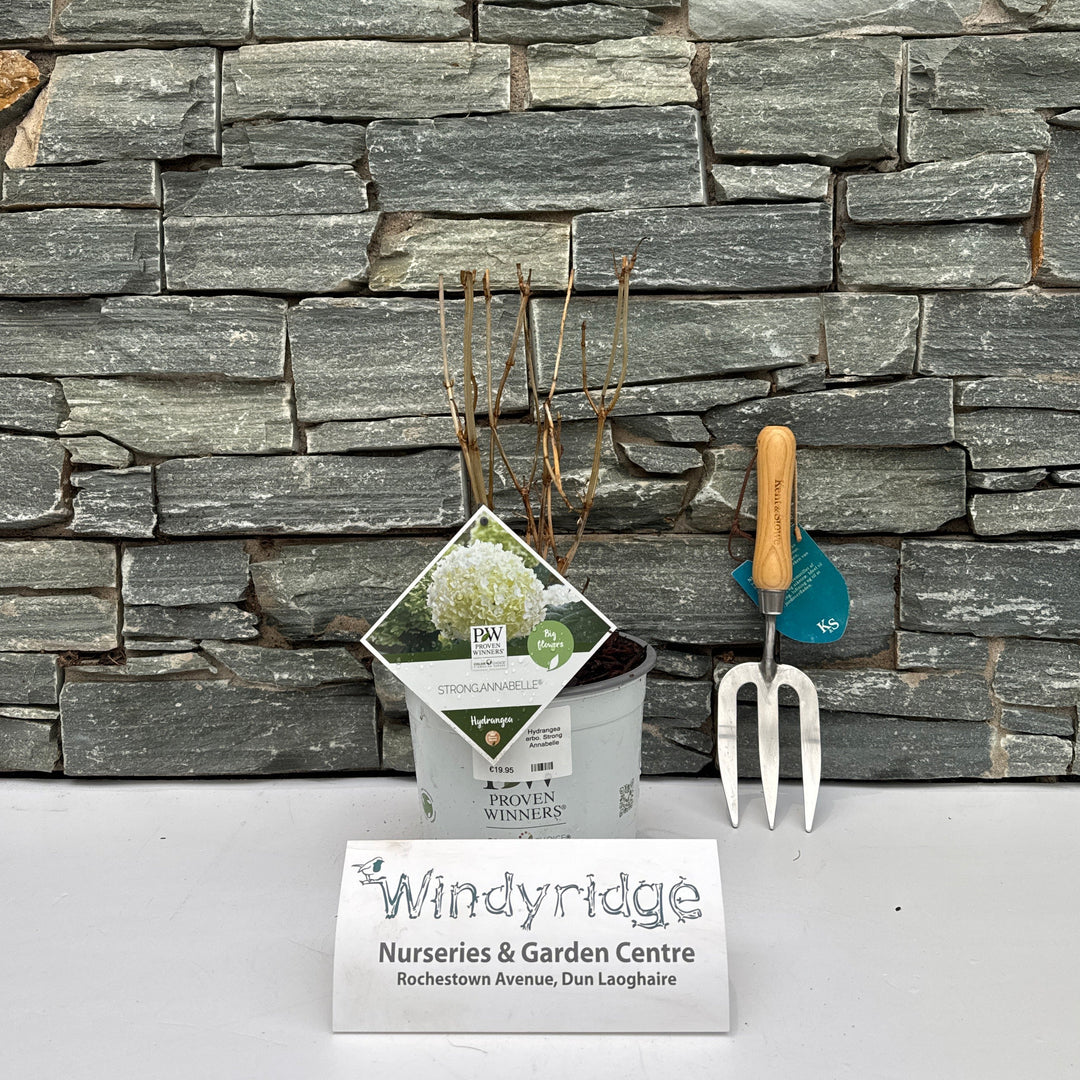 Hydrangea arbo. Strong Annabelle