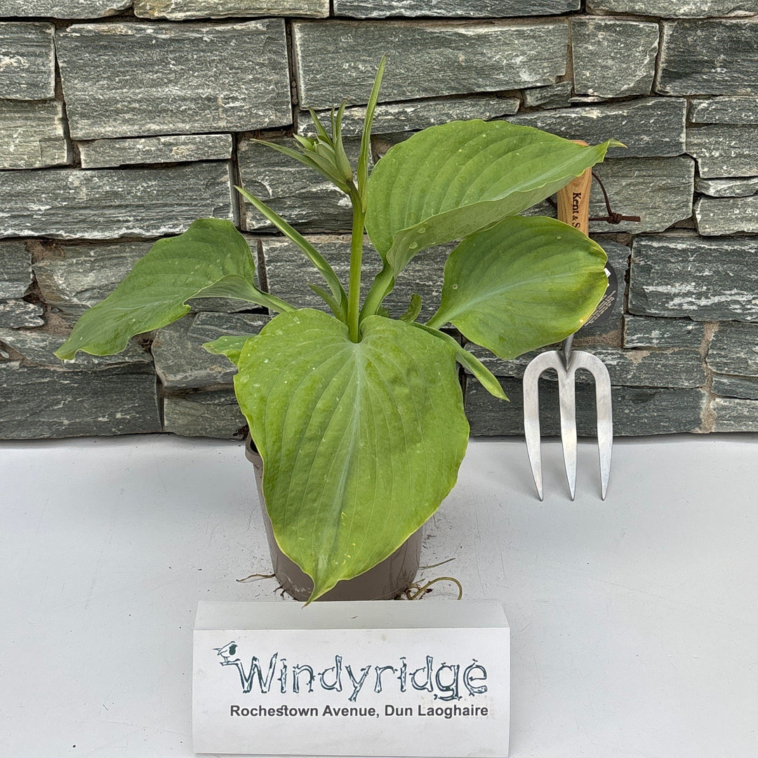 hosta
