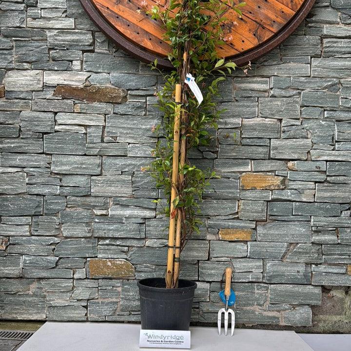 RHYNCOSPERMUM JASM. ROSE CLT 10 H 150 - 200 CM