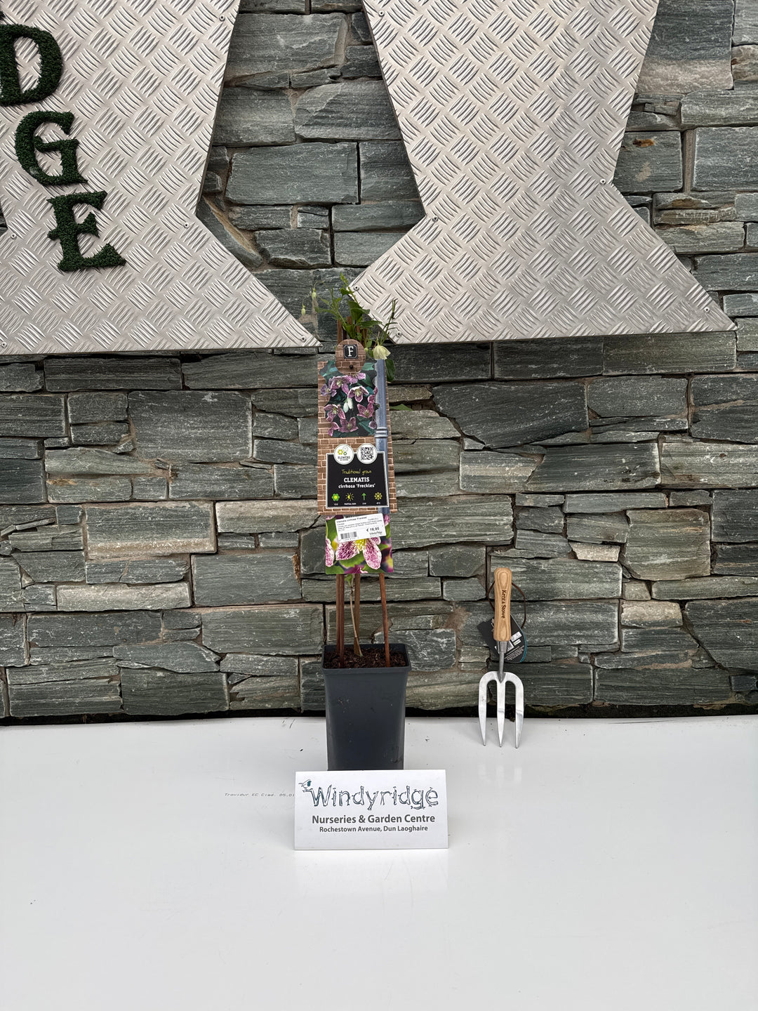 Clematis cirrhosa Freckles / S-pot(2,25 L)