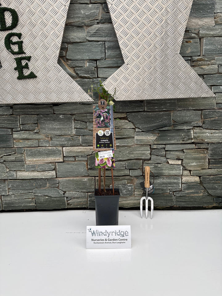 Clematis cirrhosa Freckles / S-pot(2,25 L)