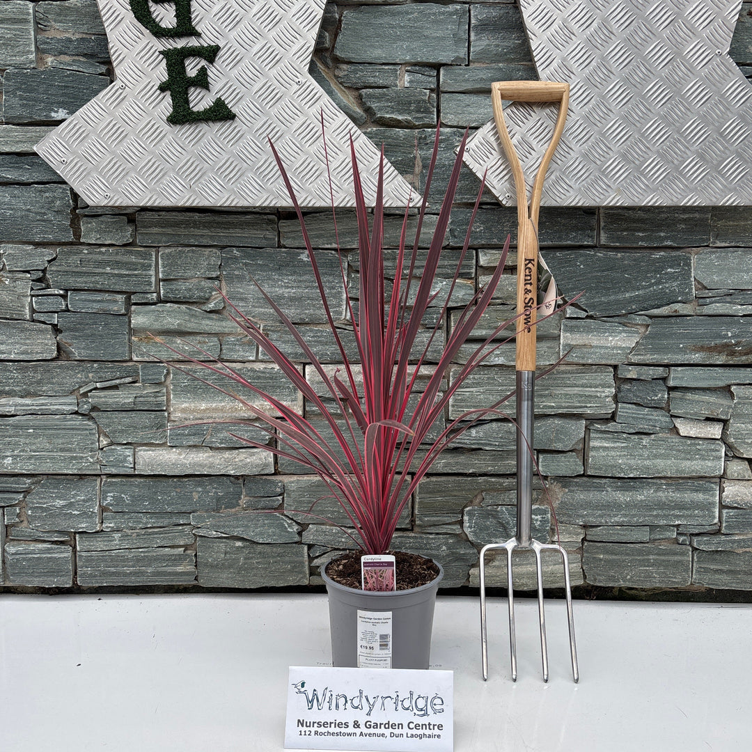 Cordyline australis Charlie Boy 3L