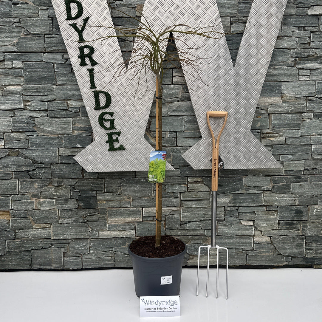 Acer Pal. Dissectum 90 Cm St. Deco 18L. - Trees - Windyridge Garden Centre