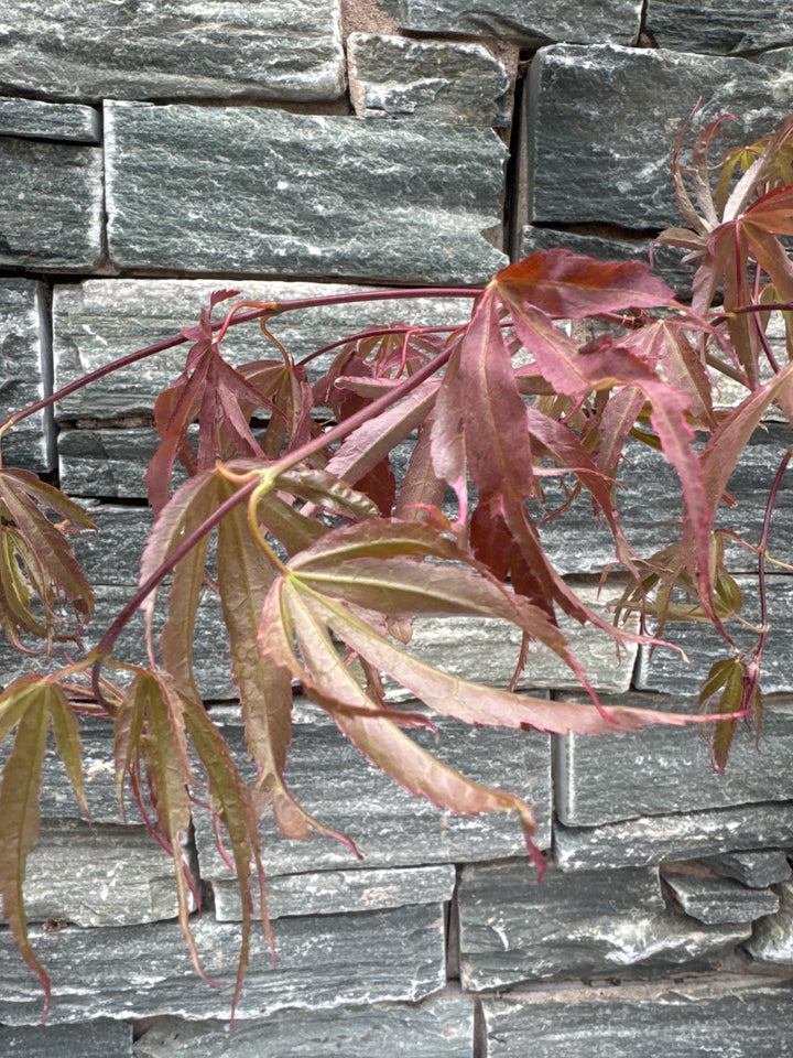 ACER PALM. SHIRAZZ