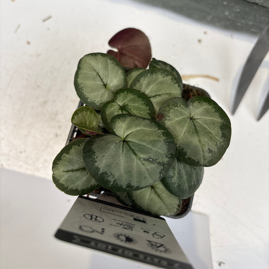 Cyclamen persicum hardy P9