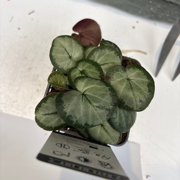 Cyclamen persicum hardy P9