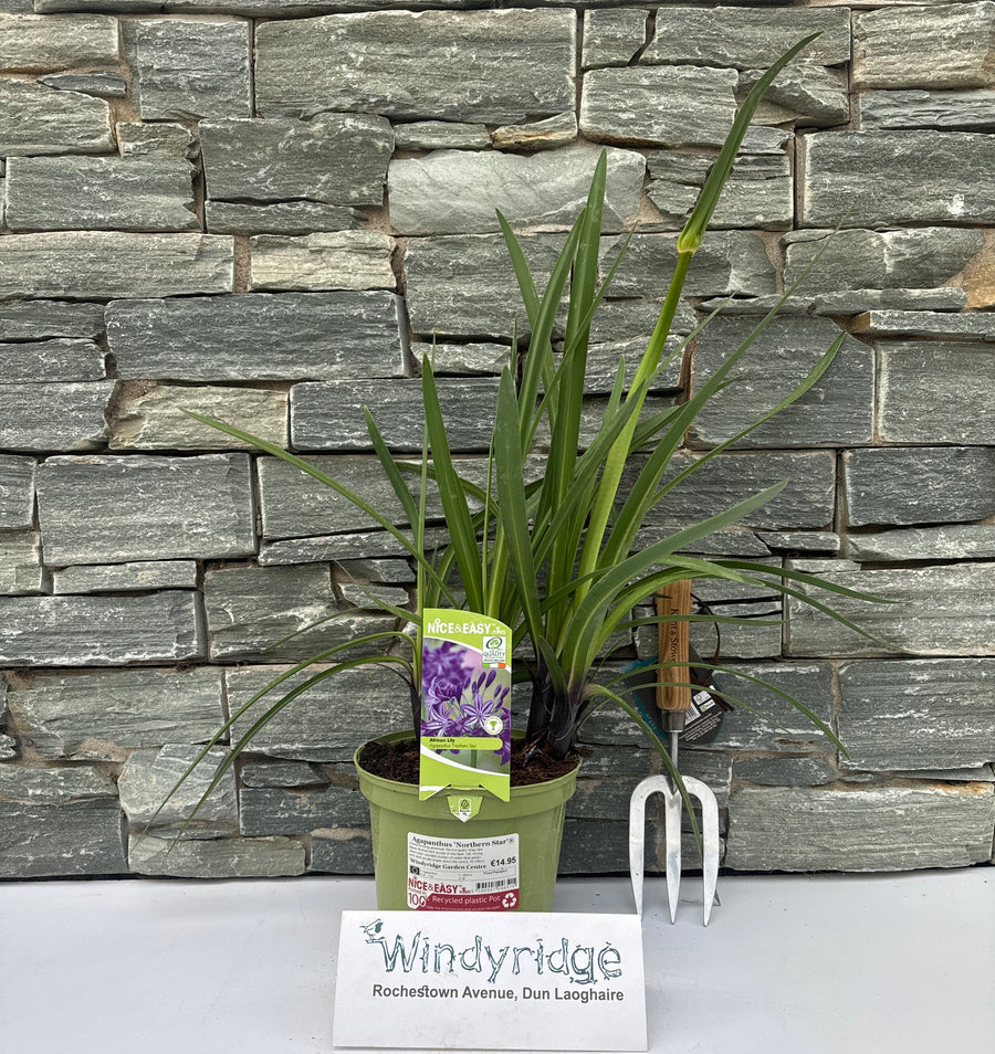 Agapanthus Northern Star - Herbaceous - Windyridge Garden Centre