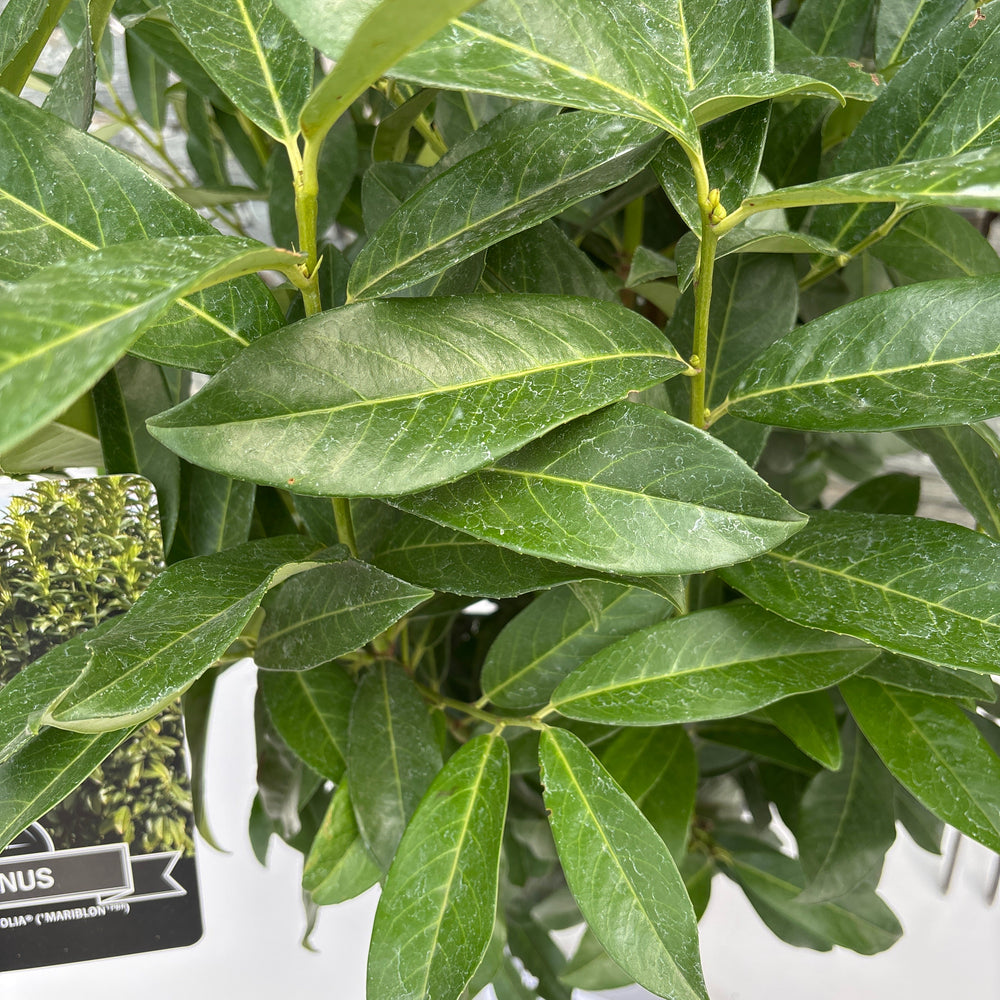 Close-up of green leaves with a white background