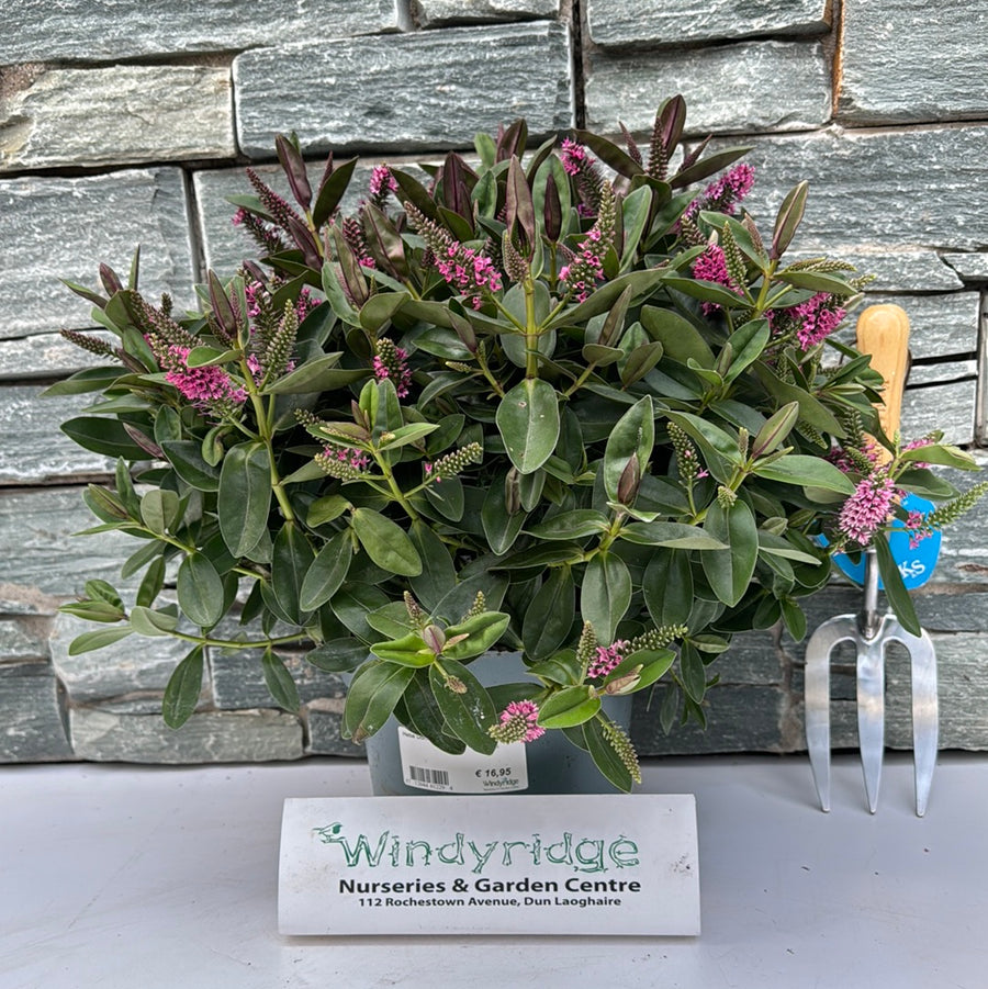 Hebe Donna Eva  3 Ltr Pot - Shrubs - Windyridge Garden Centre