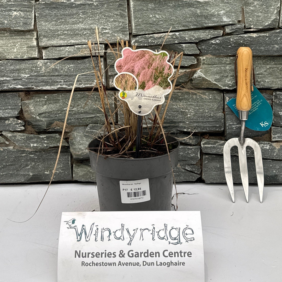 Miscanthus Sin. Flamingo P17 - Herbaceous - Windyridge Garden Centre