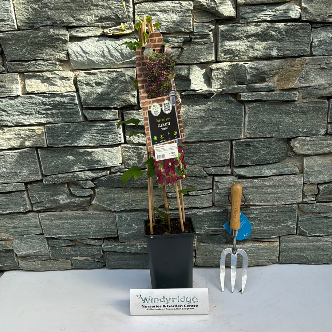 Buy Clematis Niobe Online | Windyridge Garden Centre – Windyridge ...