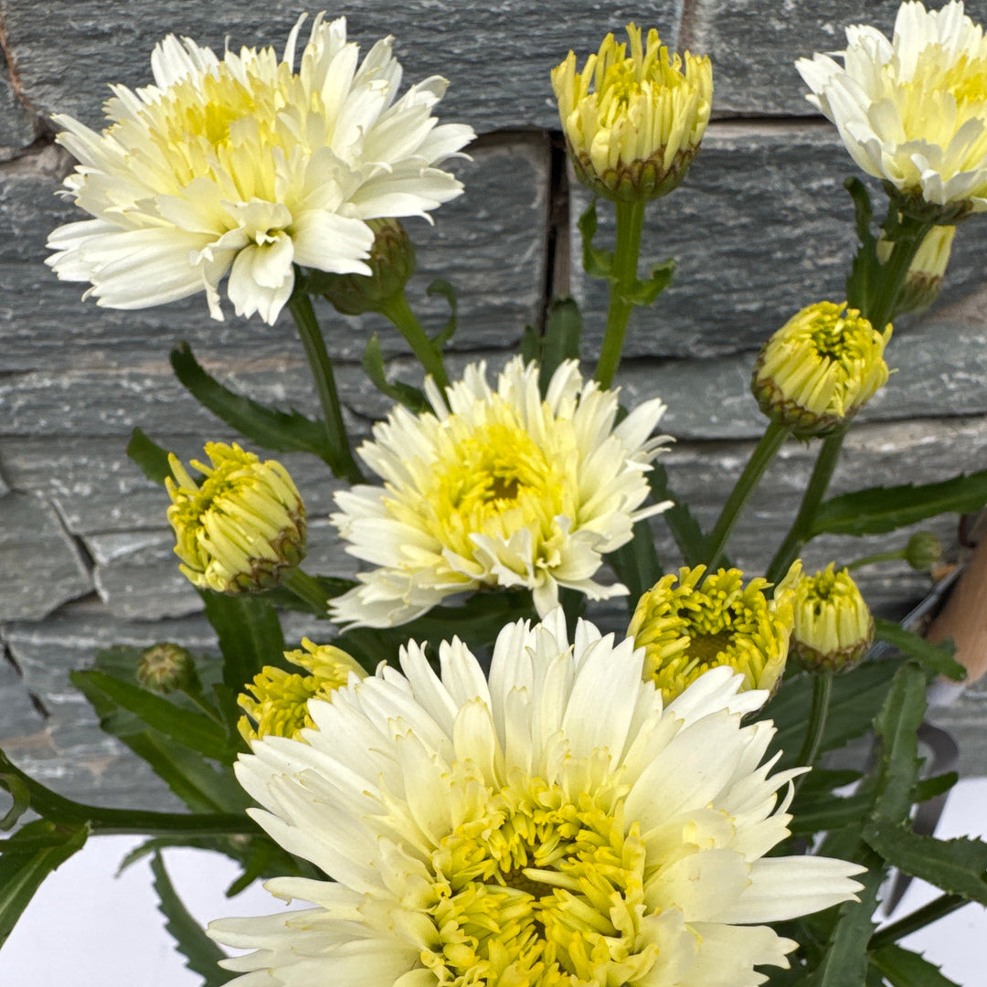 LEUCANTHEMUM x superbum Macaroon