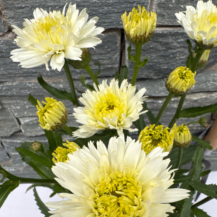 LEUCANTHEMUM x superbum Macaroon