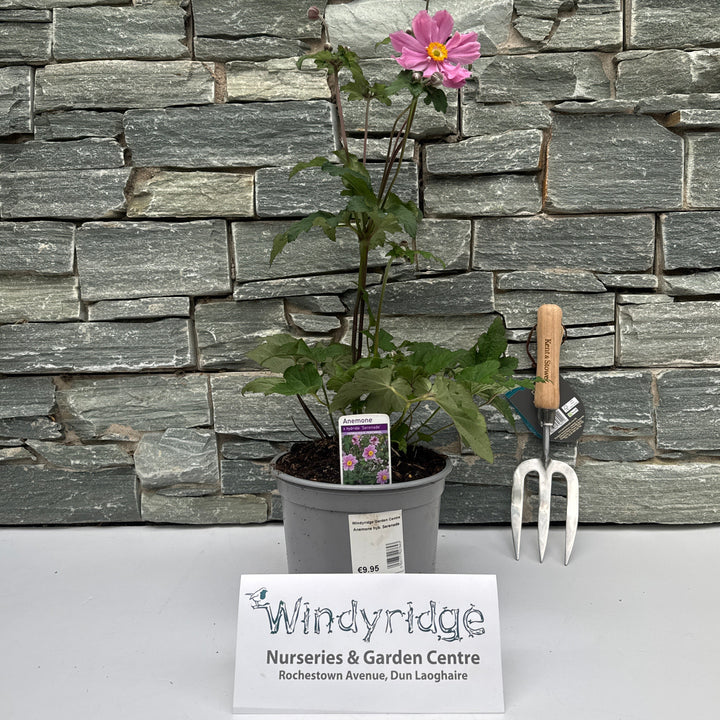 Anemone hyb. Serenade 3ltr Pot