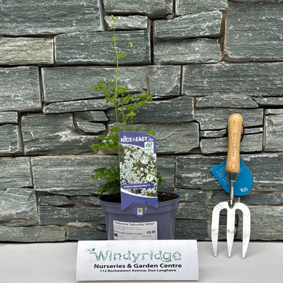 White Meadow Rue (Thalictrum Splendide White) - Herbaceous - Windyridge Garden Centre