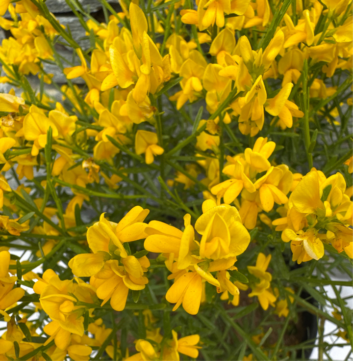 GENISTA lydia