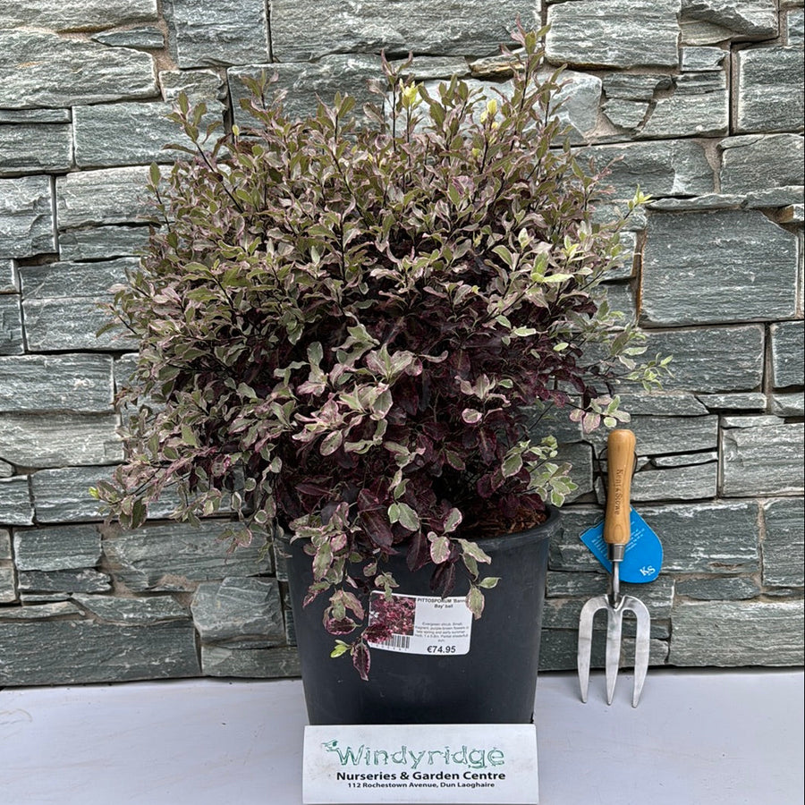 Pittosporum Bannow Bay Ball - Shrubs - Windyridge Garden Centre