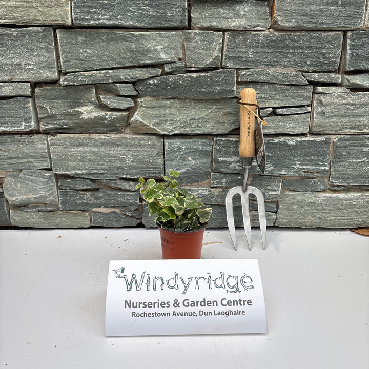 Hedera helix in varieties P9