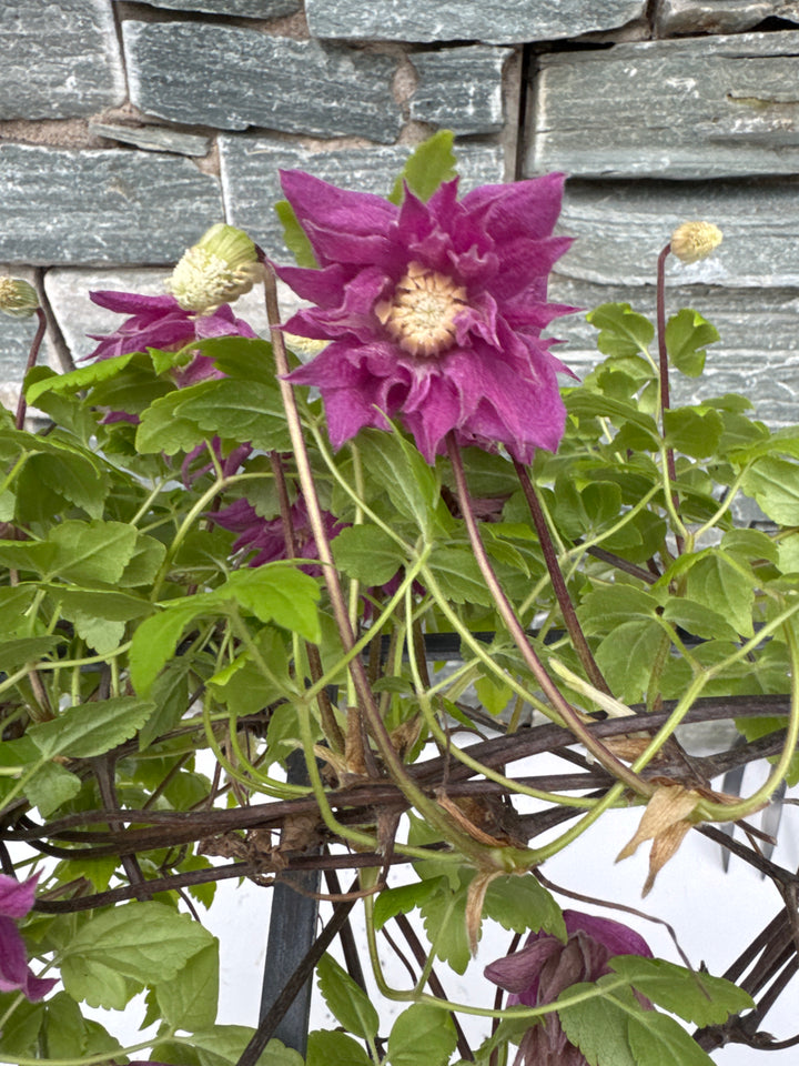 Clematis Alpina 'Imke' C3 - Trellis - Climbers - Windyridge Garden Centre