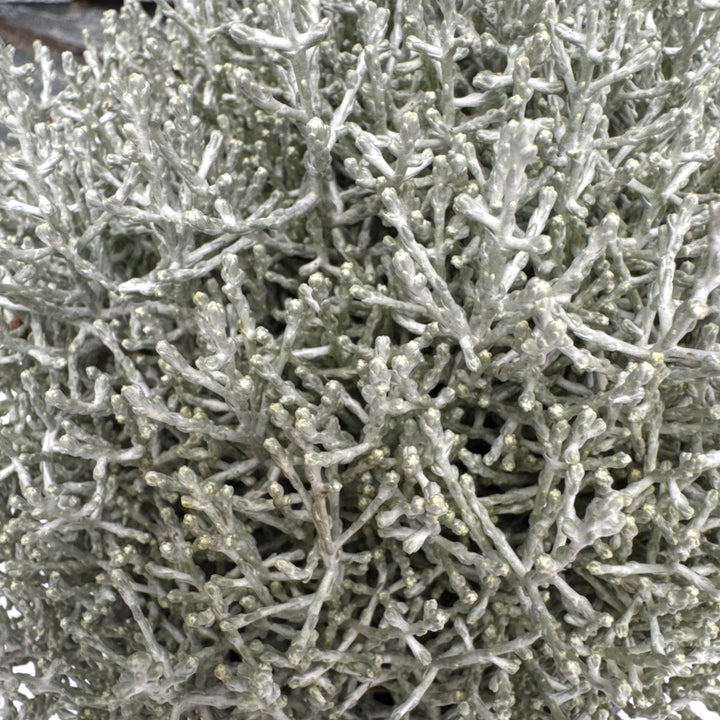 Calocephalus brownii  P12, grey pot