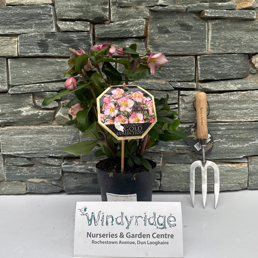 Helleborus HGC Ice NRoses early rose  P15