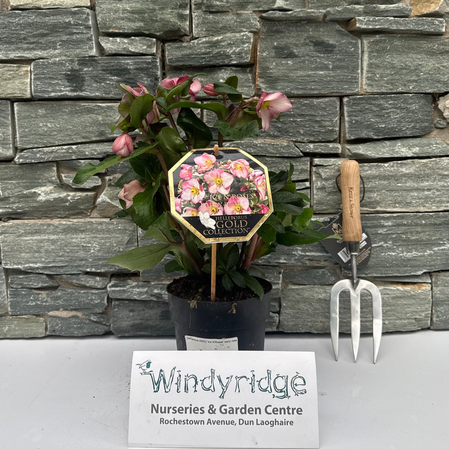 Helleborus Hgc Ice Nroses Early Rose  P15 - Herbaceous - Windyridge Garden Centre