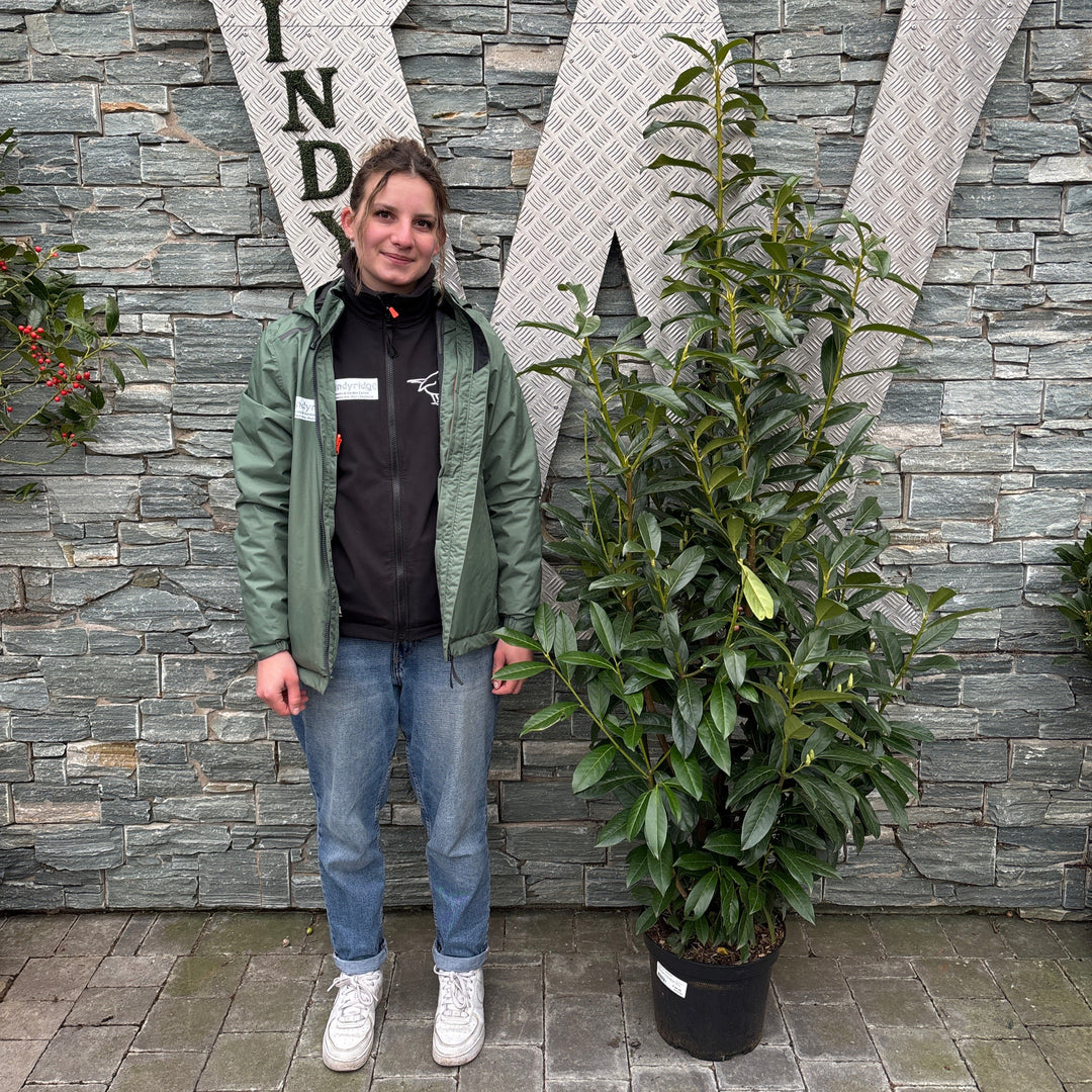 Prunus laur. Genolia  120-140 CM C10