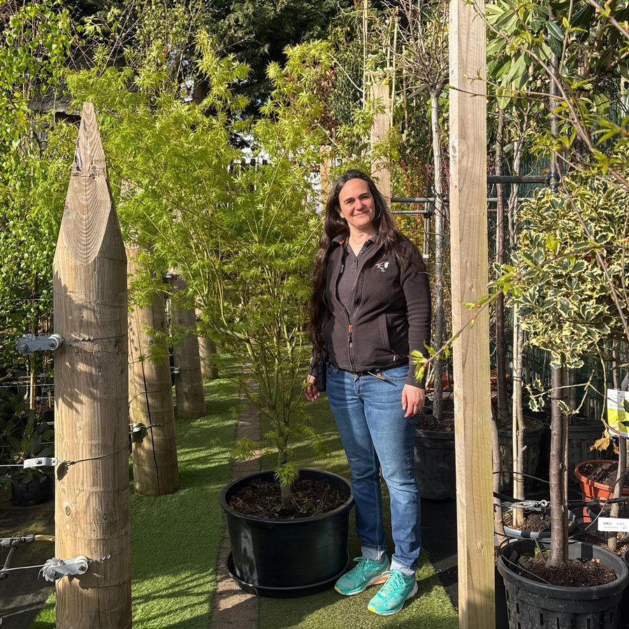 Acer Palm. Seiryu  140-160 Cm C65 - Trees - Windyridge Garden Centre