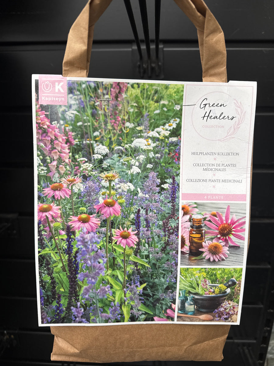 Green Healers X4 - Bulbs - Windyridge Garden Centre