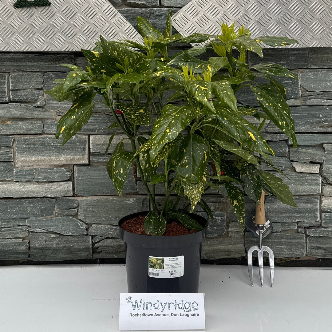 Aucuba Jap. Crotonifolia G - Shrubs - Windyridge Garden Centre