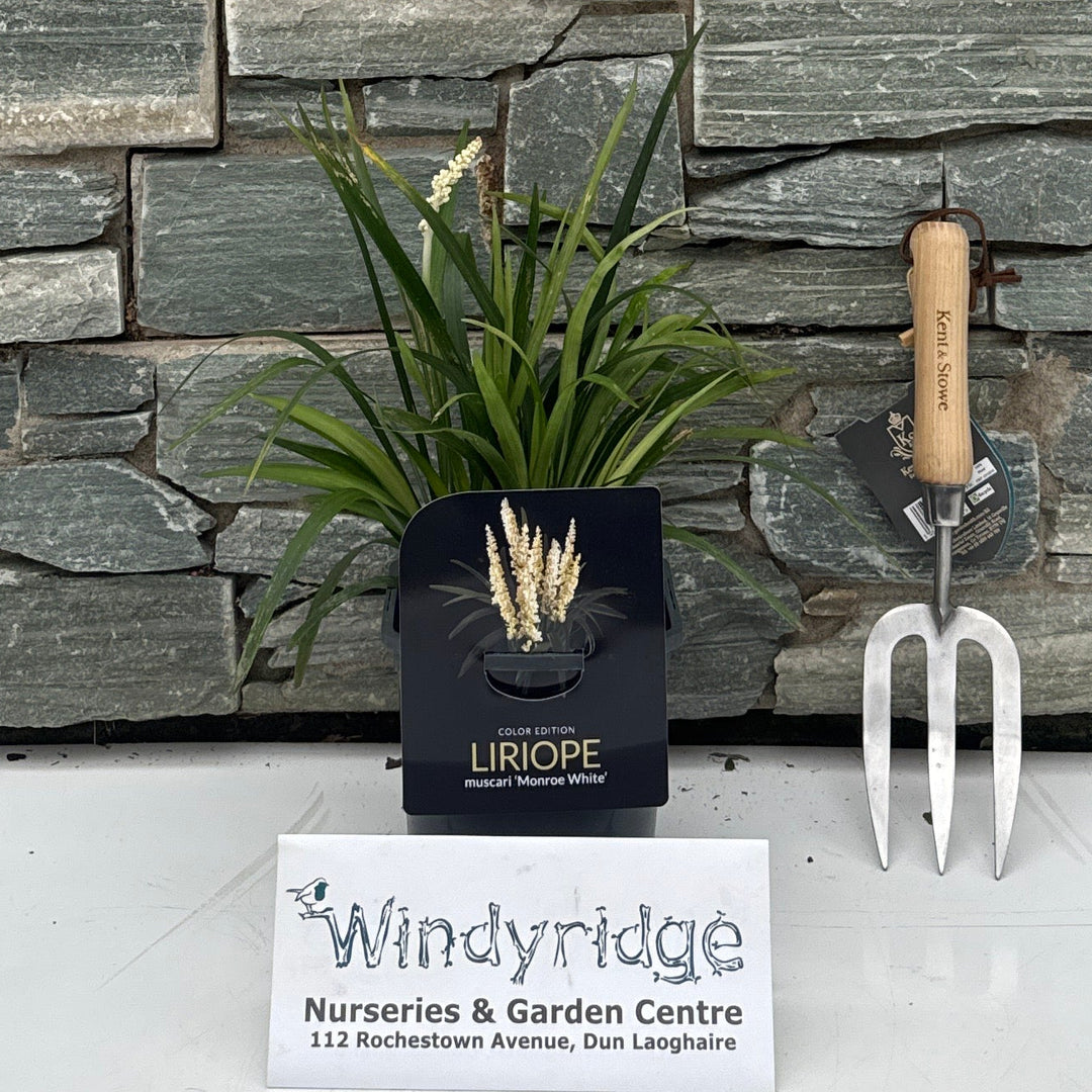 Liriope muscari 'Monroe White' 20-25 cm. V2