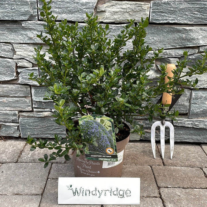CEANOTHUS IMPRESSUS VICTORIA