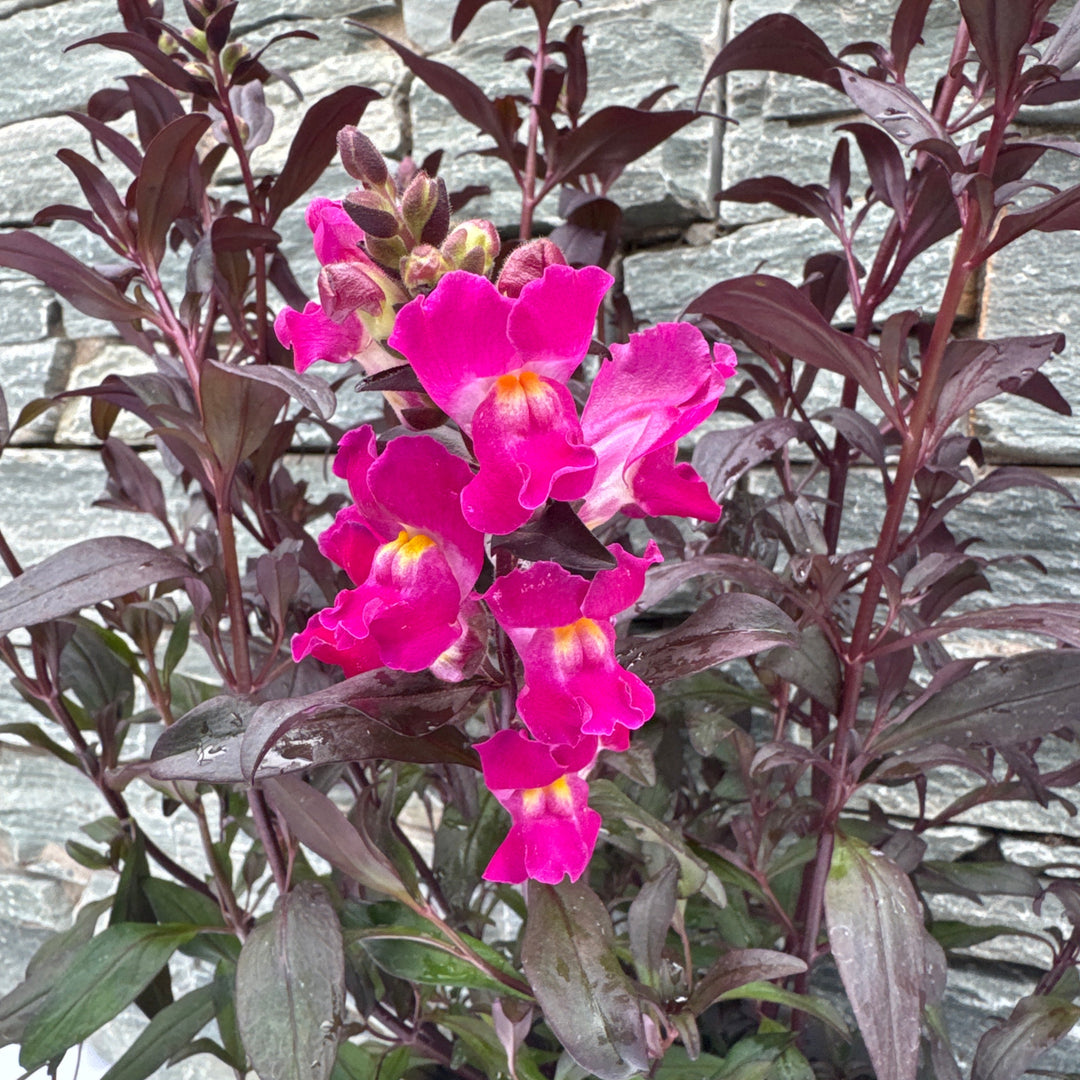 Antirrhinum Snap in Black Hot Pink 5 Ltr