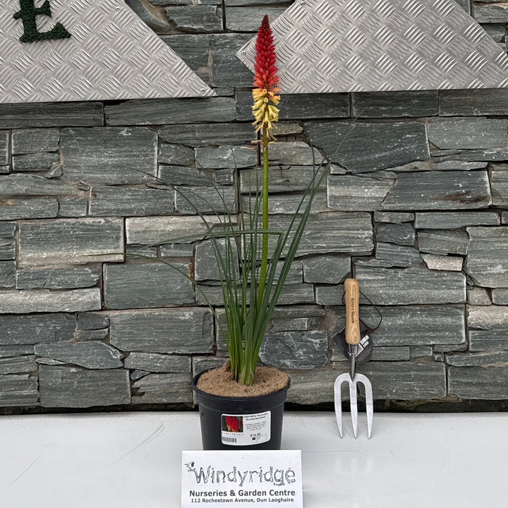 KNIPHOFIA Pyromania Rockets Red Glare