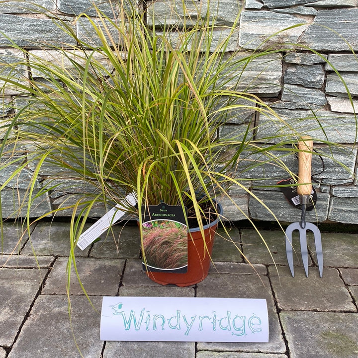 STIPA arundinacea