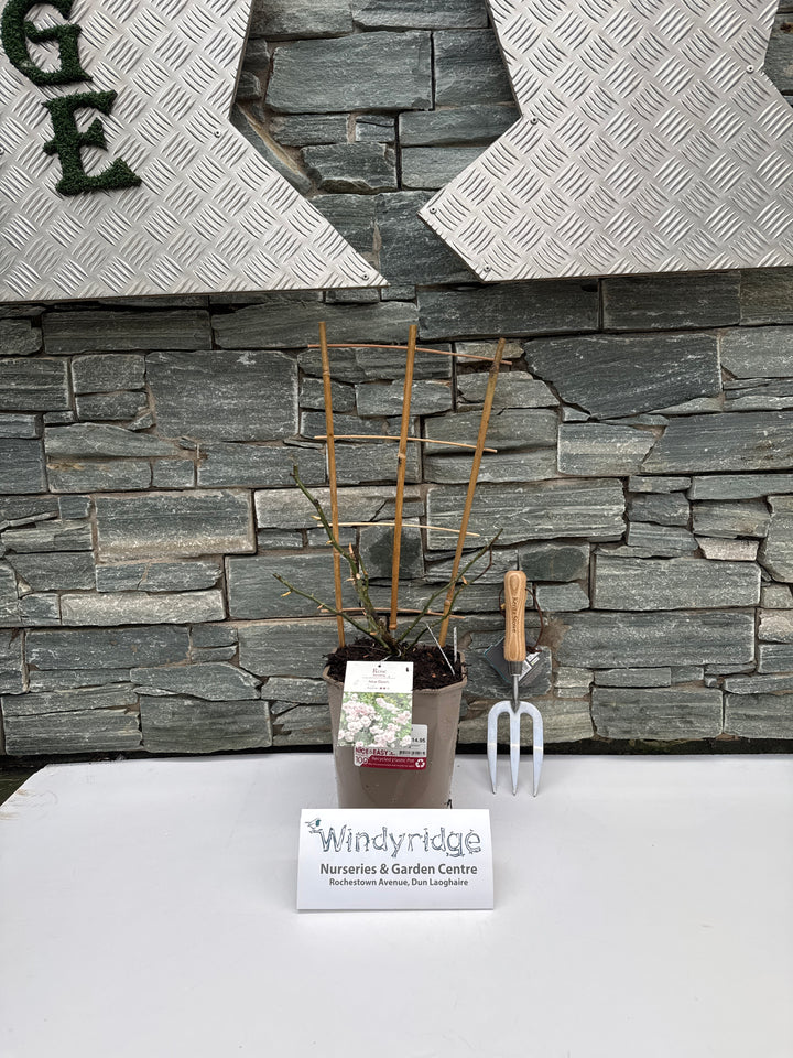 Rosa New Dawn Climbing