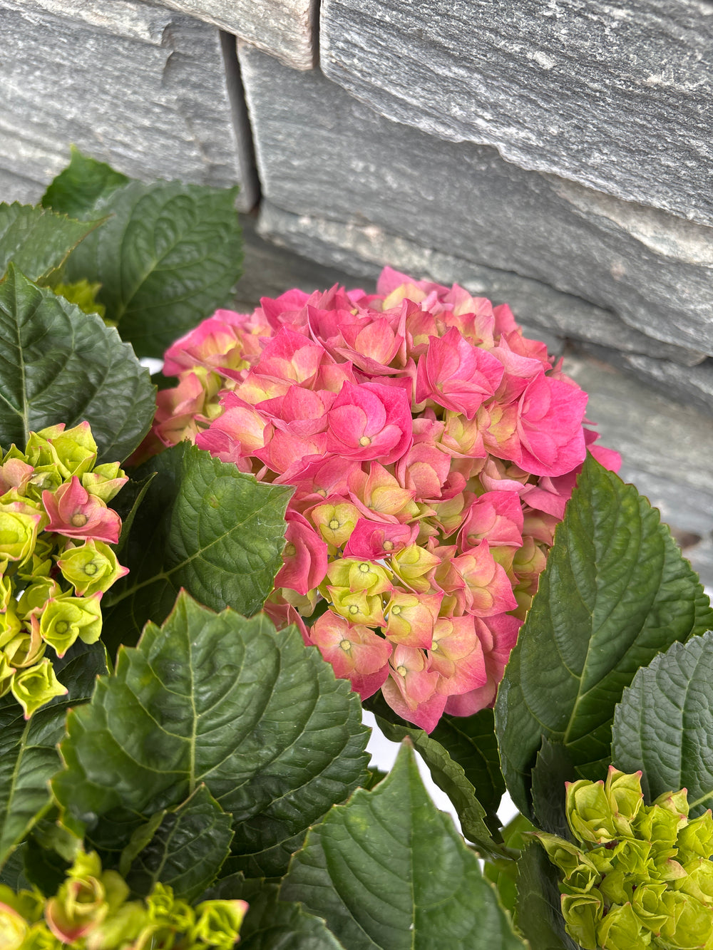 Hydrangea (Jg) Macrophylla Pink P23 - Shrubs - Windyridge Garden Centre